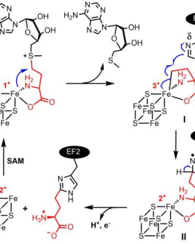 Radically Different Enzymes